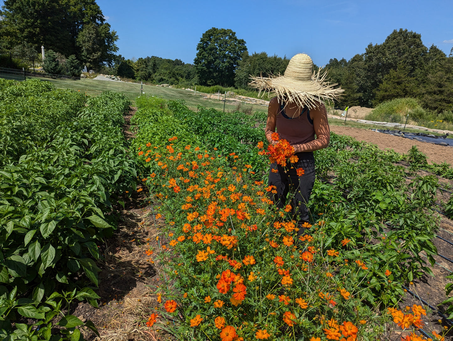 2026 Summer Flower CSA - 9 weeks of arrangements