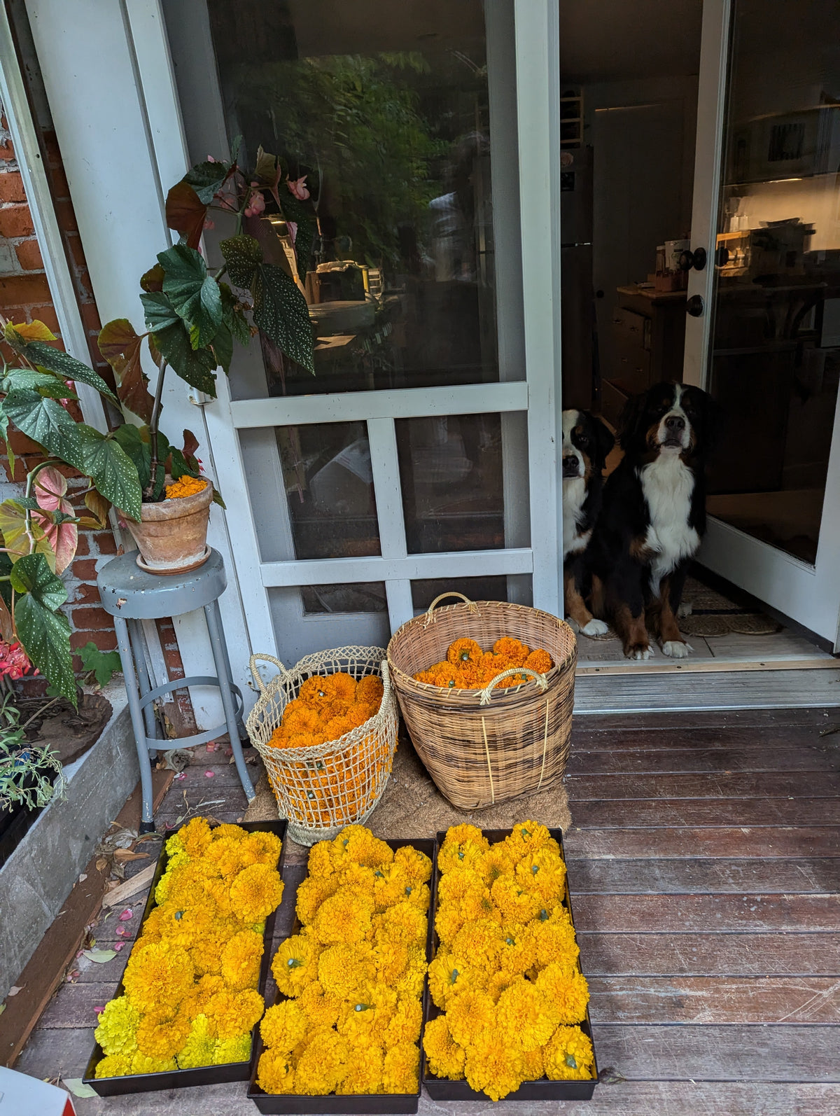 2 6FT marigold garlands