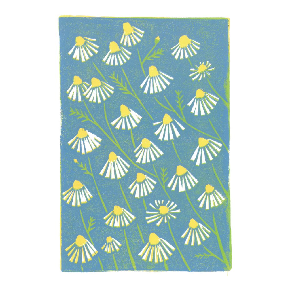 chamomile, blue 5x7