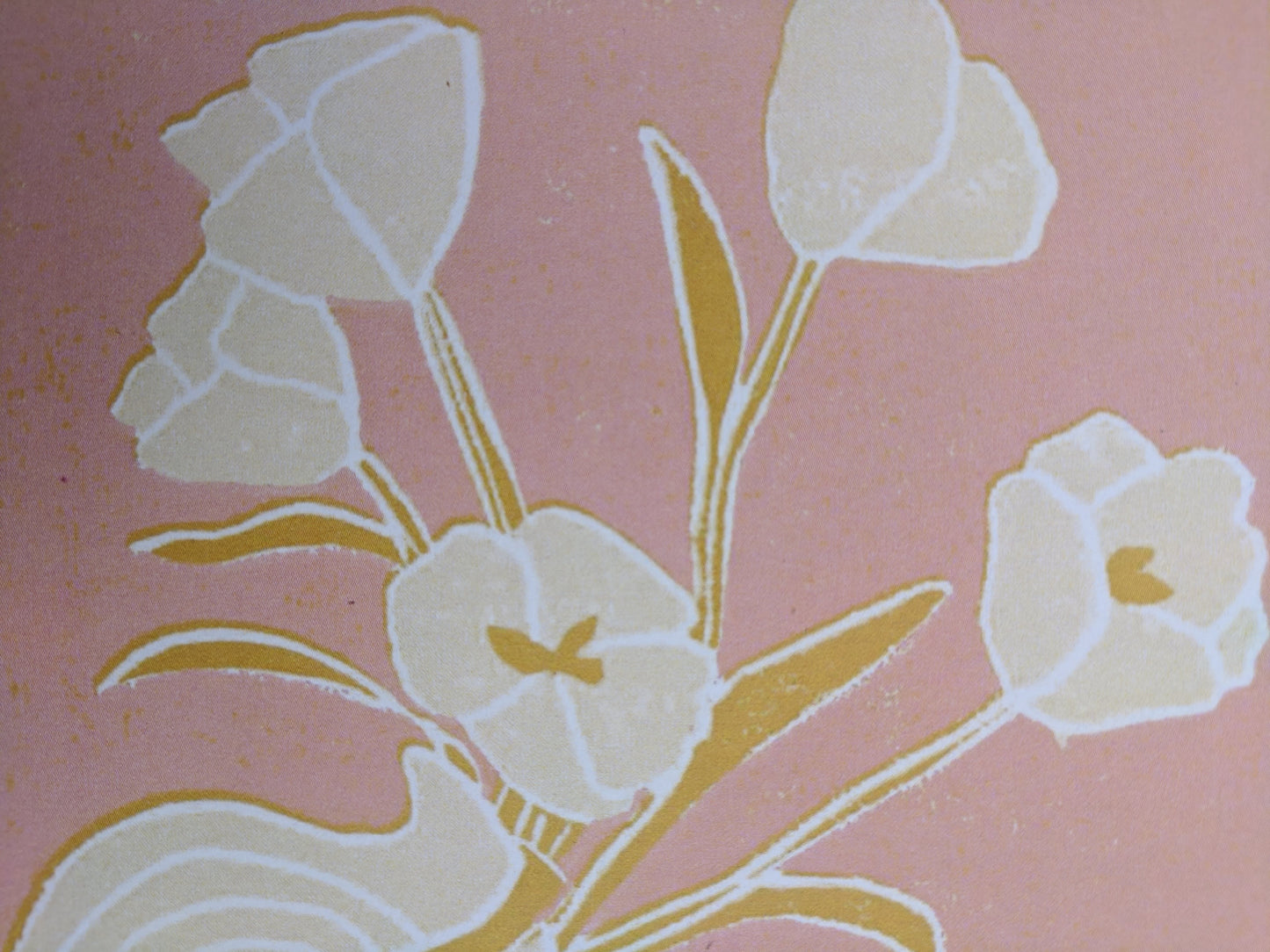 tulip on white, 5x7