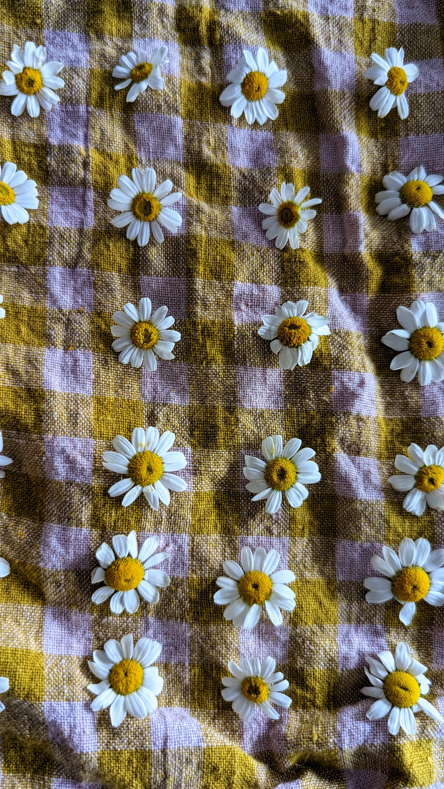 chamomile, pink 5x7