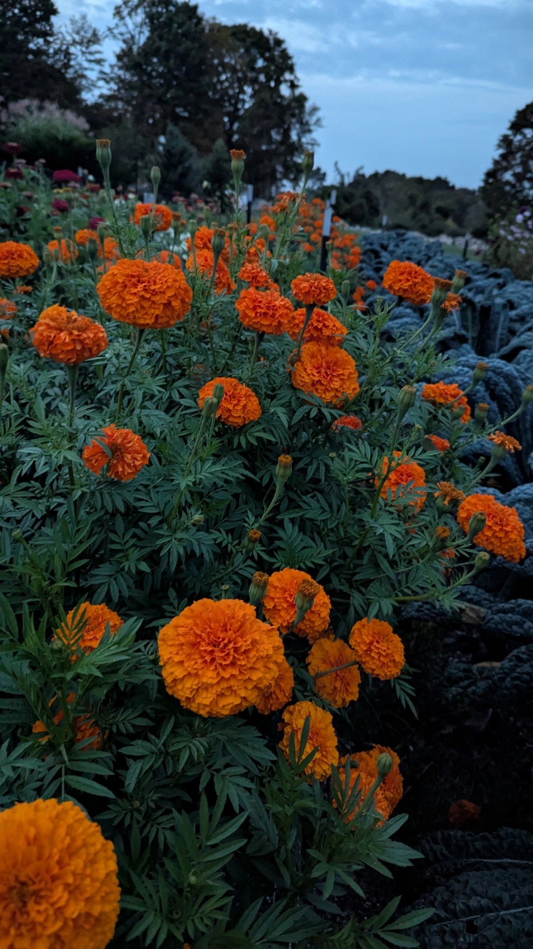 2   6FT marigold garlands