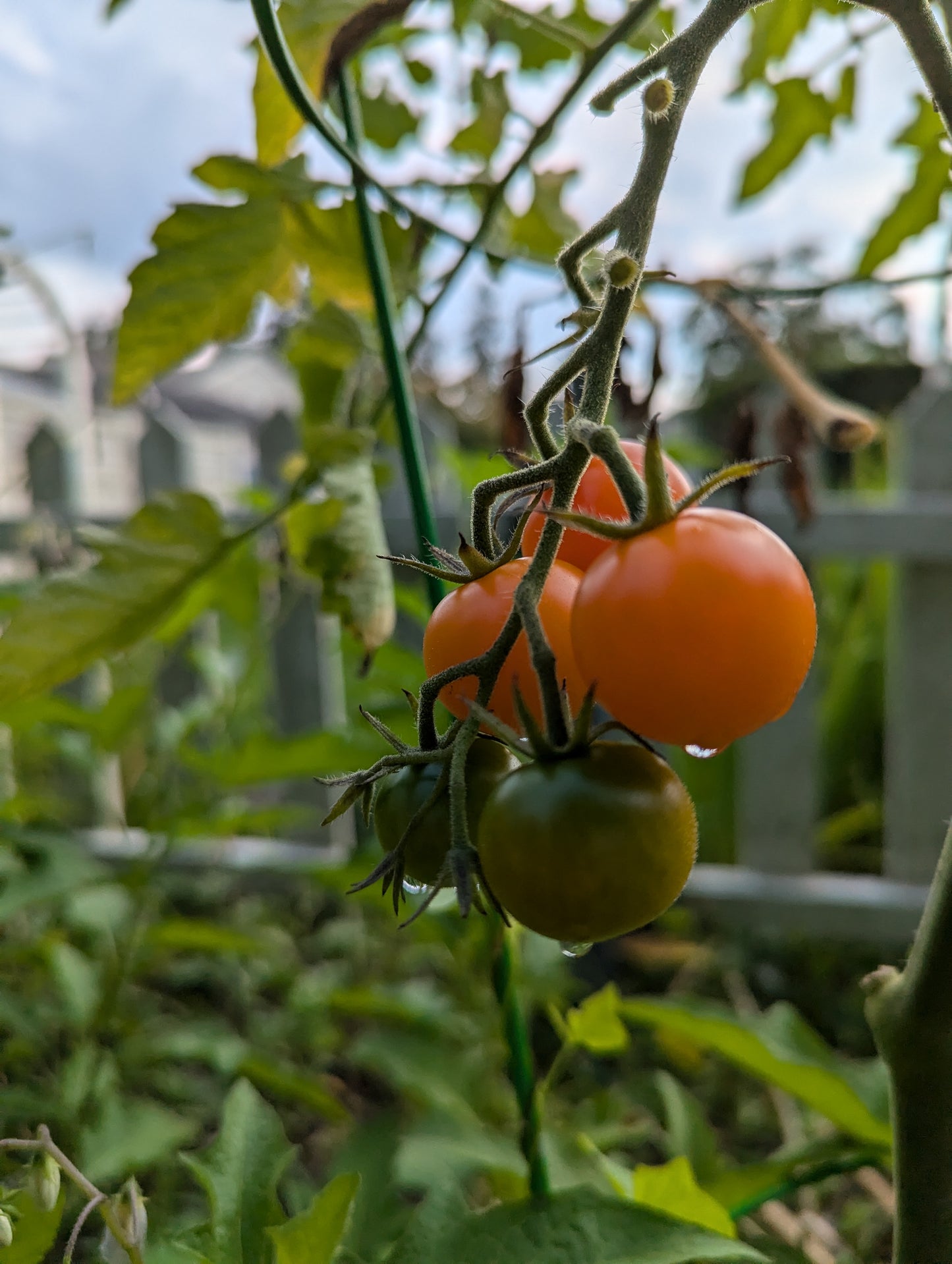 tomato leaf