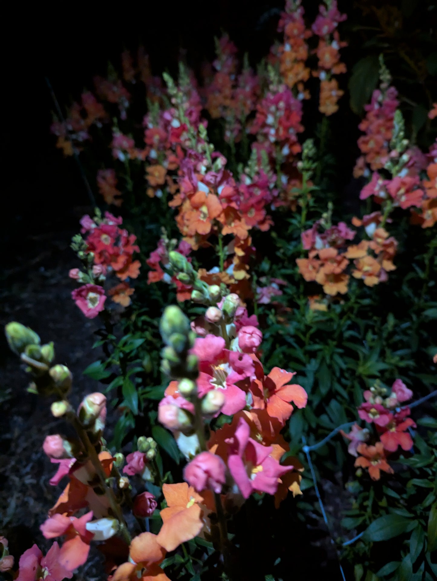 2026 Summer Flower CSA - 9 weeks of arrangements