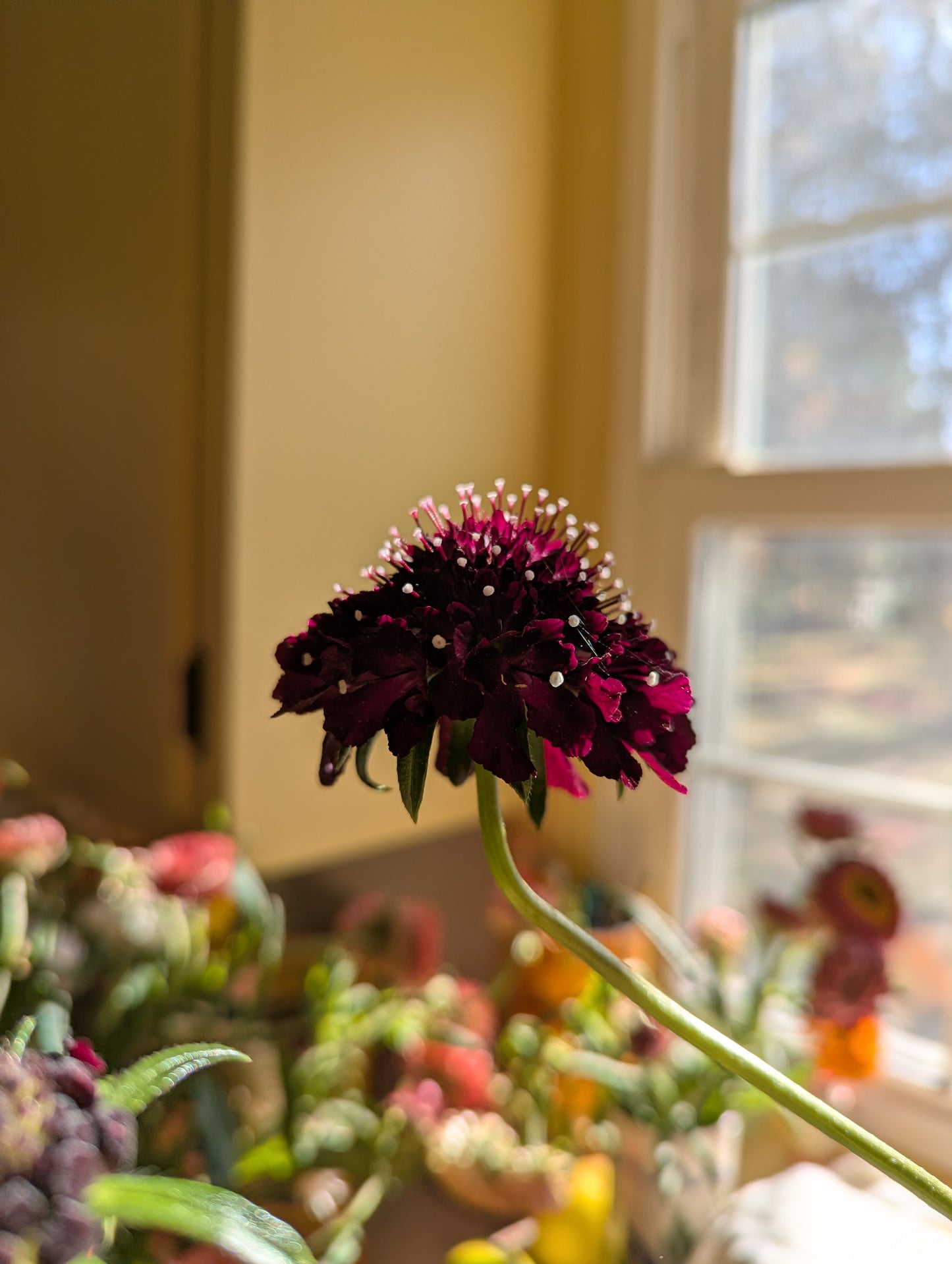 2026 Summer Flower CSA - 9 weeks of arrangements
